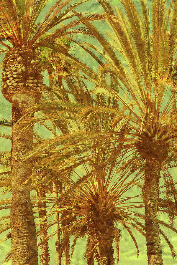 Tree Photograph - Golden Palms by Simone Hester