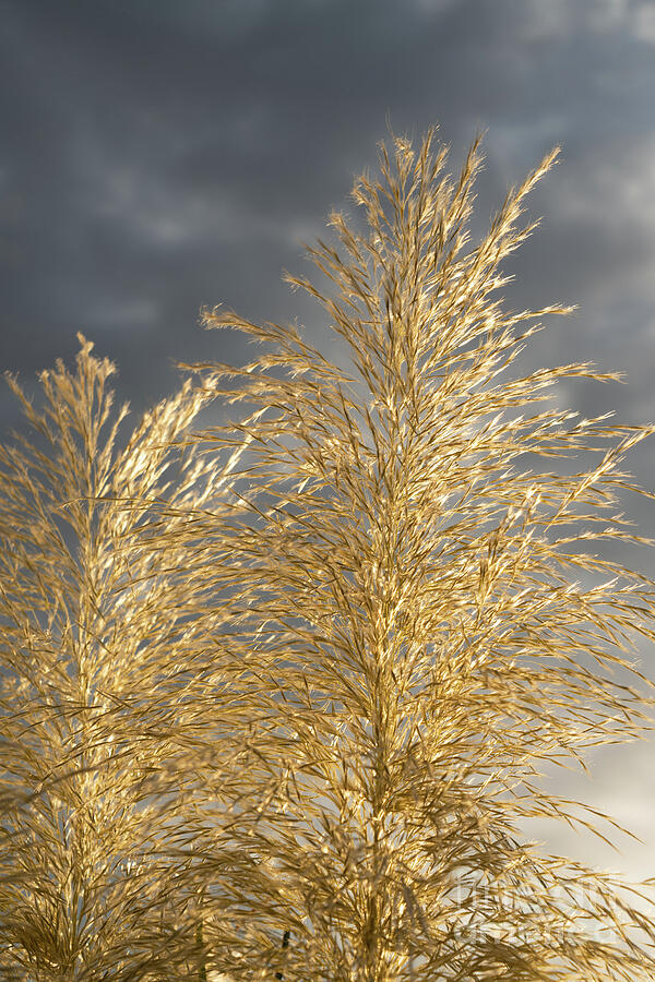 Golden pampas grass, clouds and sunlight 1 Photograph by Adriana Mueller
