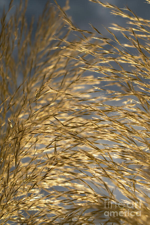 Golden pampas grass, clouds and sunlight 2 Photograph by Adriana Mueller
