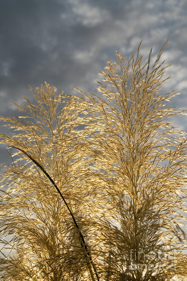 Golden pampas grass, clouds and sunlight 3 Photograph by Adriana Mueller