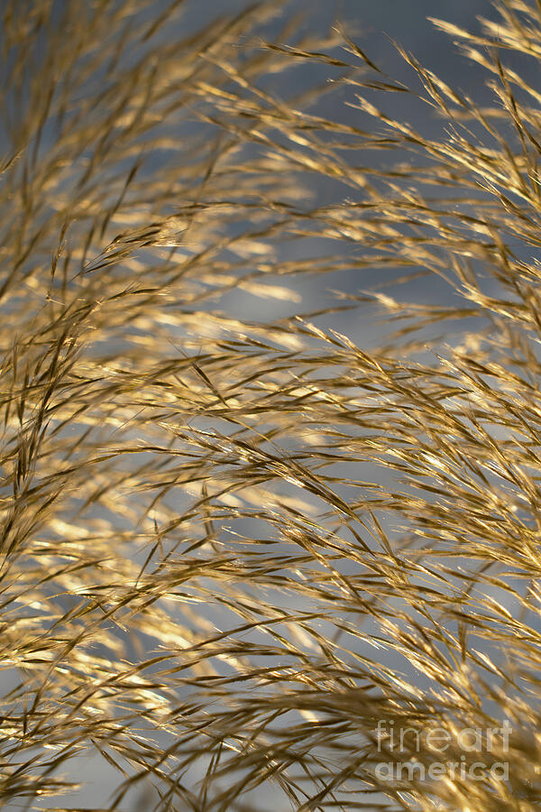 Golden pampas grass, clouds and sunlight 4 Photograph by Adriana Mueller