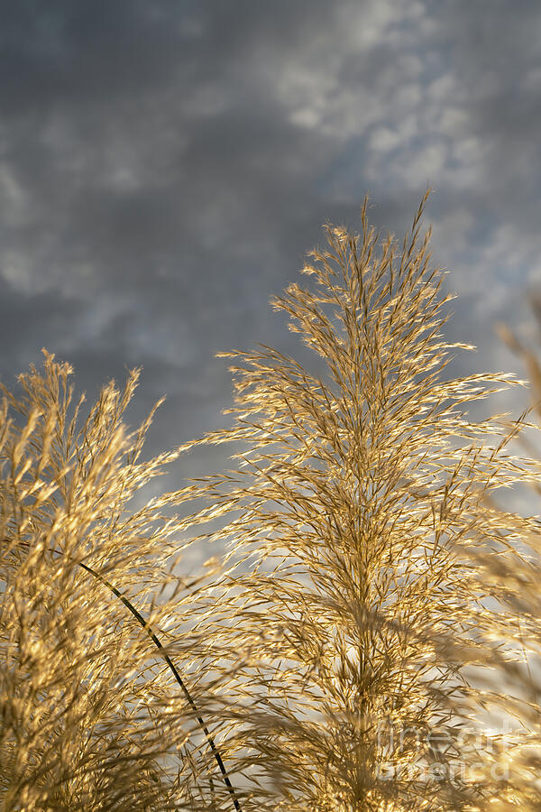 Golden pampas grass, clouds and sunlight 5 Photograph by Adriana Mueller