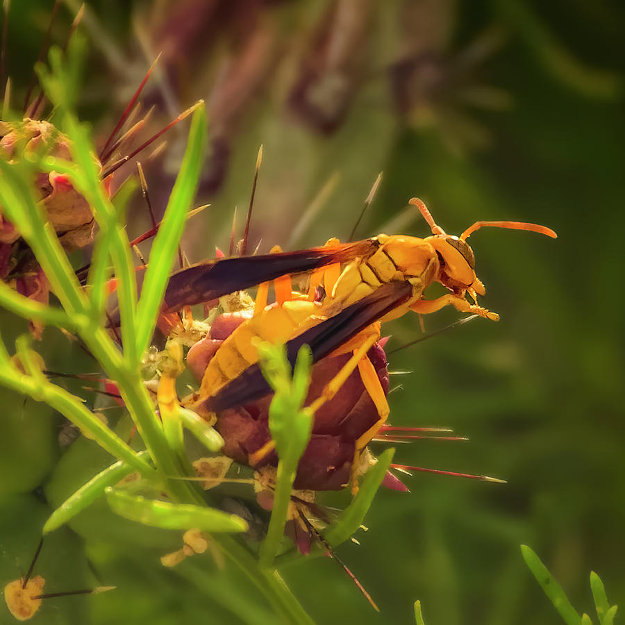 Golden Paper Wasp S2038 Photograph