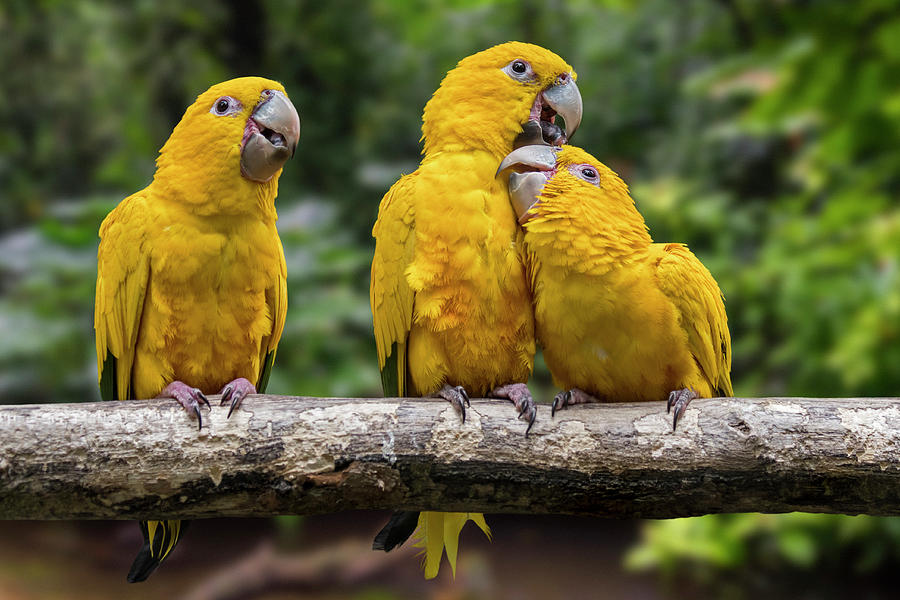Golden Parakeets Photograph by Arterra Picture Library