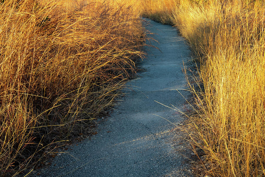 Golden Pathway in the Texas Hill Country Photograph by Brigitte Blanchette Thompson Golden Pathway in the Texas Hill Country Photograph by Brigitte Blanchette Thompson