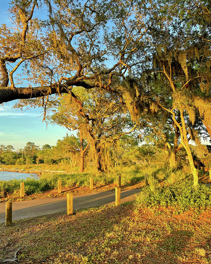 Golden Pathway on Jekyll Island Photograph by Bill Swartwout