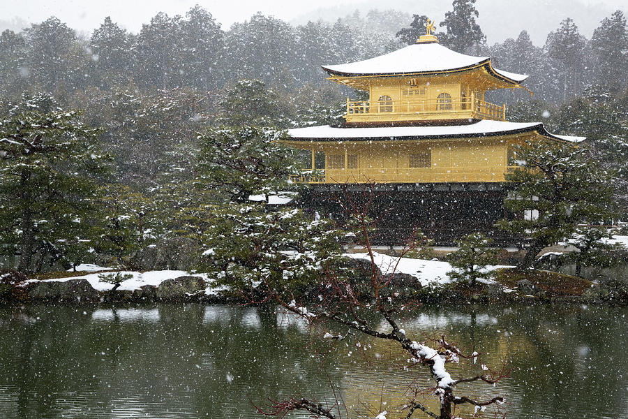 Golden Pavilion Snowstorm Photograph by John Daly - Fine Art America