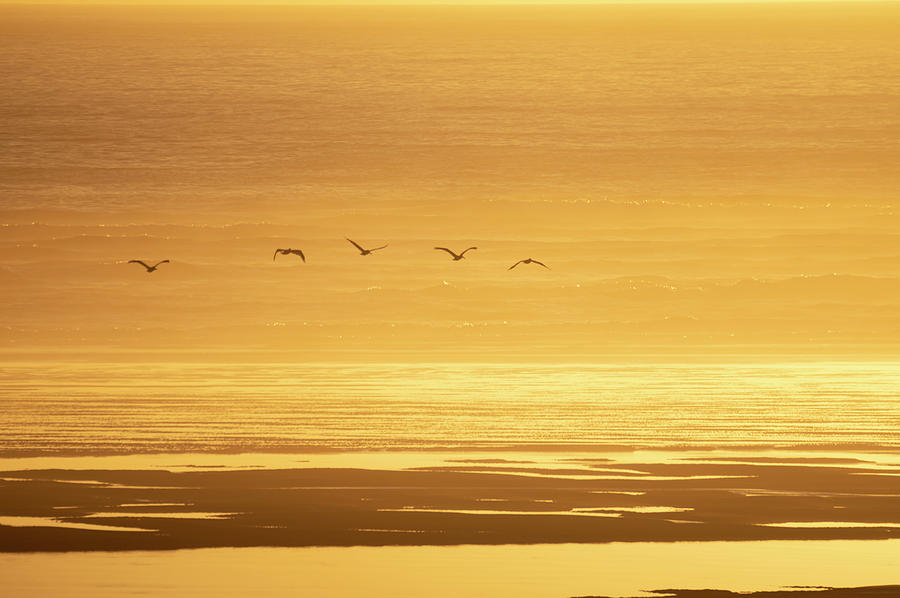 Golden Pelicans  Photograph by Steven Clark