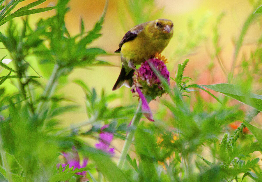 Golden Perch Among Wild Blooms Photograph by Lisa Arview Golden Perch Among Wild Blooms Photograph by Lisa Arview