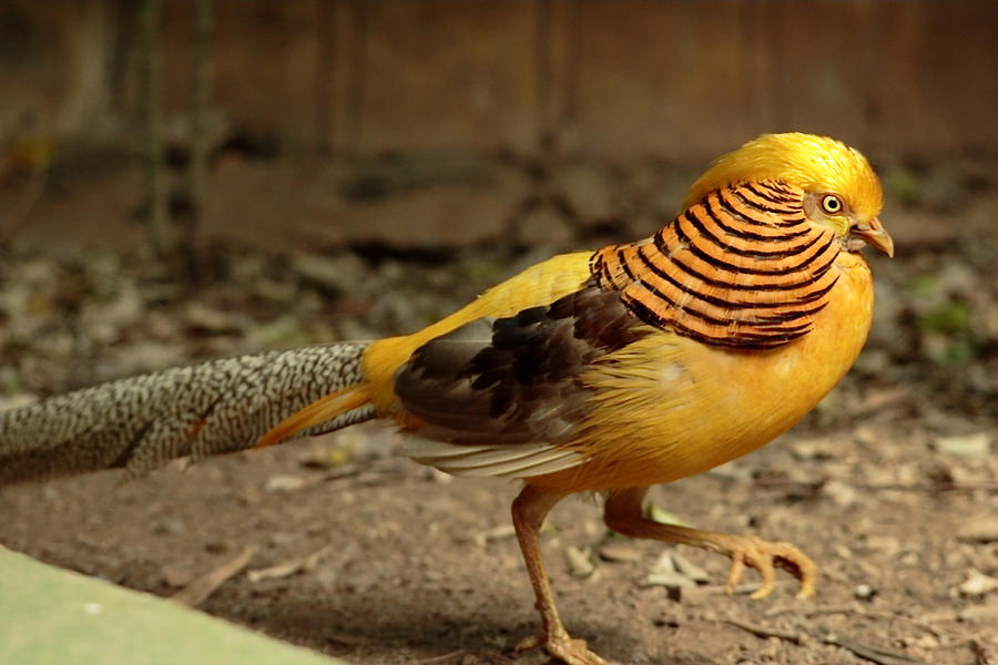 Golden Pheasant Photograph by Iñaki Respaldiza