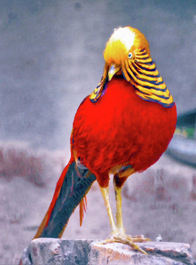 Nature Mixed Media - Golden Pheasant by Susan Maxwell Schmidt