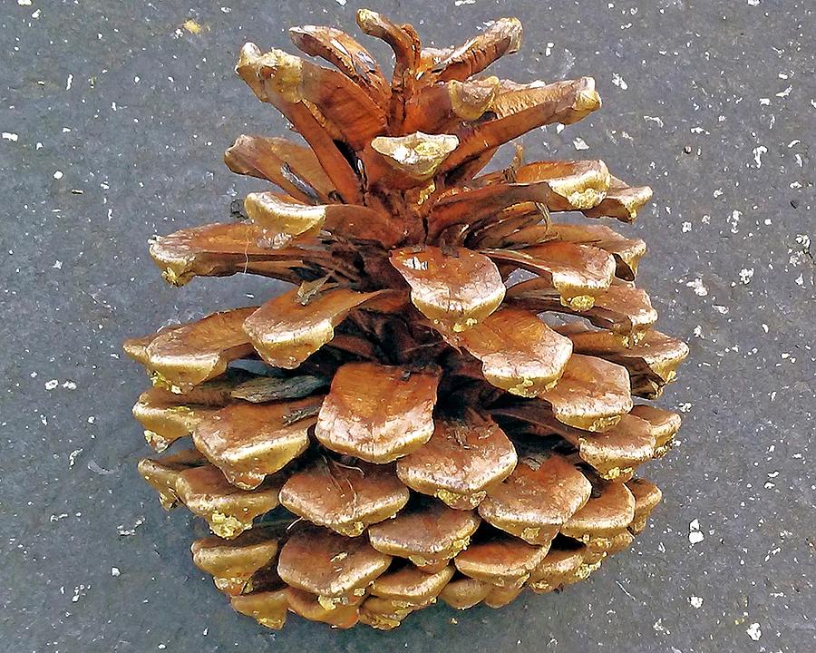 Golden Pine Cone Photograph by Andrew Lawrence