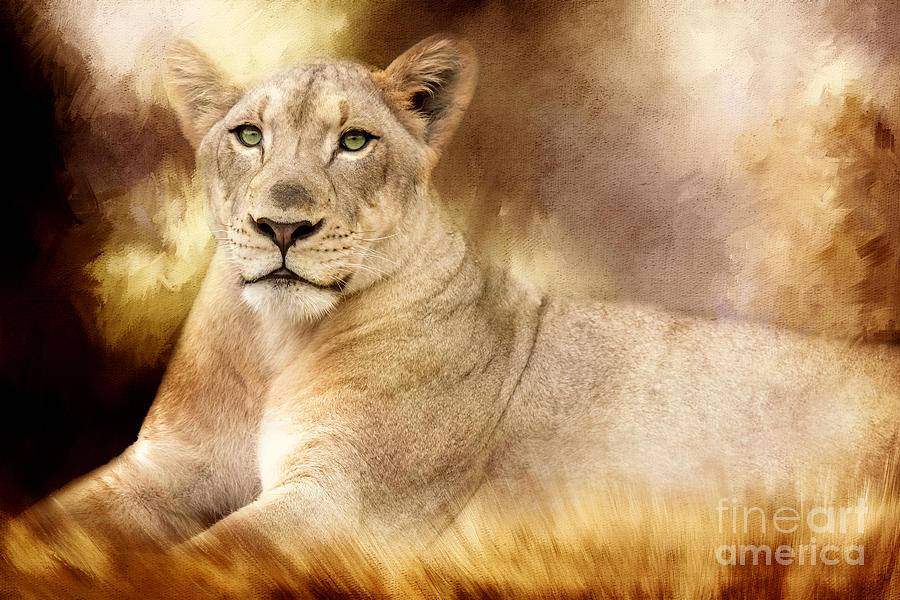 Wildlife Photograph - Golden Plains Lioness by Ed Taylor