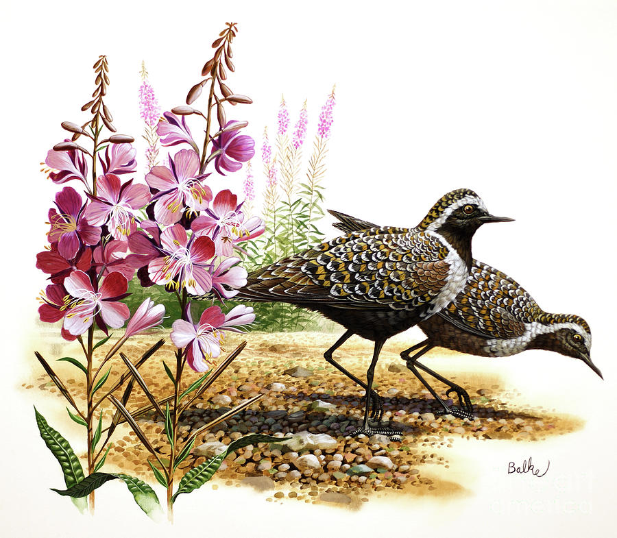 Golden Plover and Fireweed Painting by Don Balke