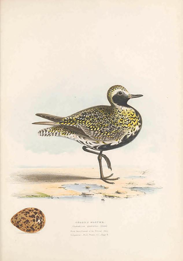 Bird Mixed Media - Golden Plover, charadrius pluvialis by World Art Collective