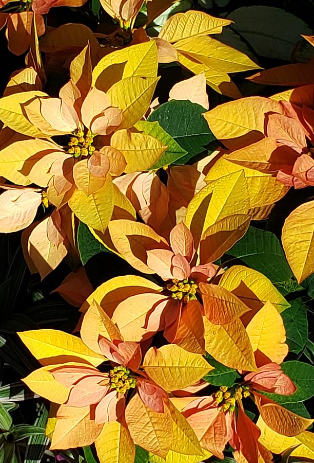 Flower Photograph - Golden Poinsettias by Gayle Miller