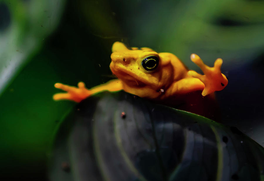 Golden Poison Dart Frog Photograph