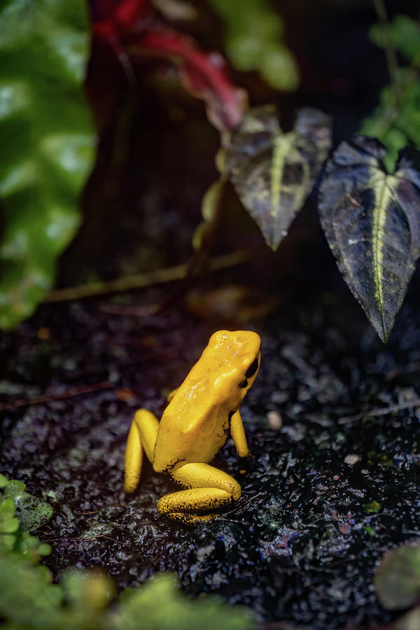Golden Poison Frog Photograph by Artur Bogacki