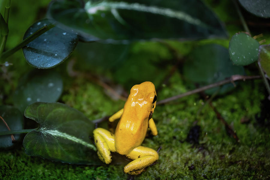 Golden Poison Frog In Rainforest Photograph by Artur Bogacki