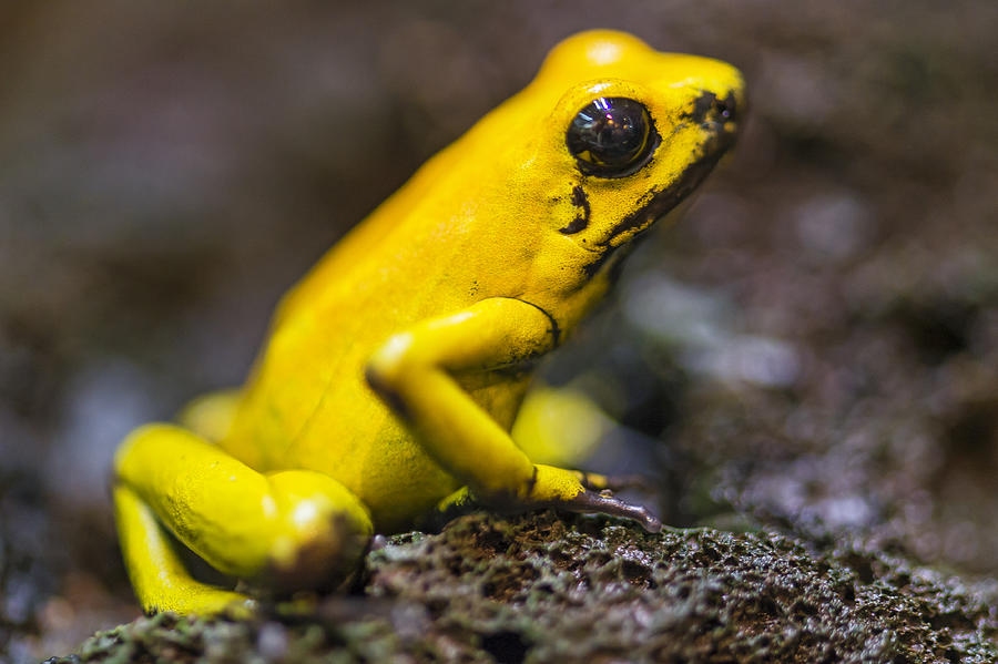 Golden poison frog Photograph by Picture by Tambako the Jaguar