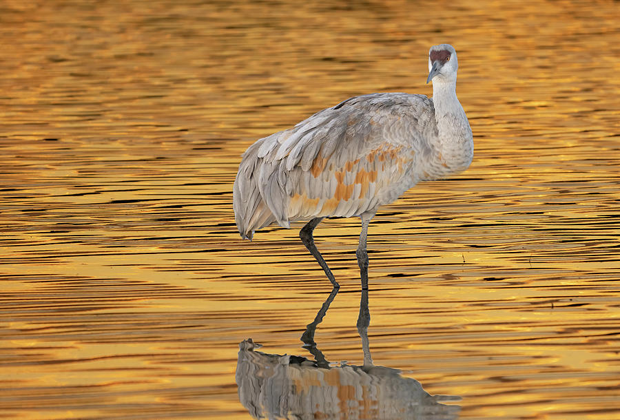 Golden Pond Sandhill Crane Photograph by Jack Nevitt
