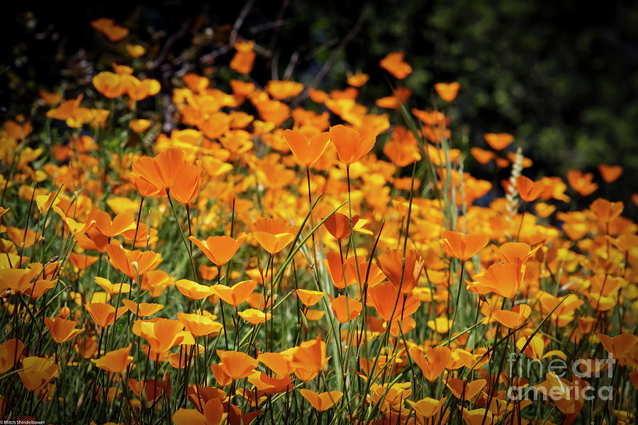 Golden Poppies Abstract Photograph by Mitch Shindelbower - Fine Art America