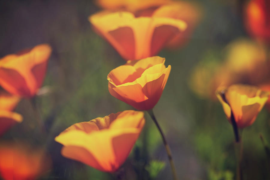 Golden Poppies Abstract Photograph by Saija Lehtonen - Fine Art America