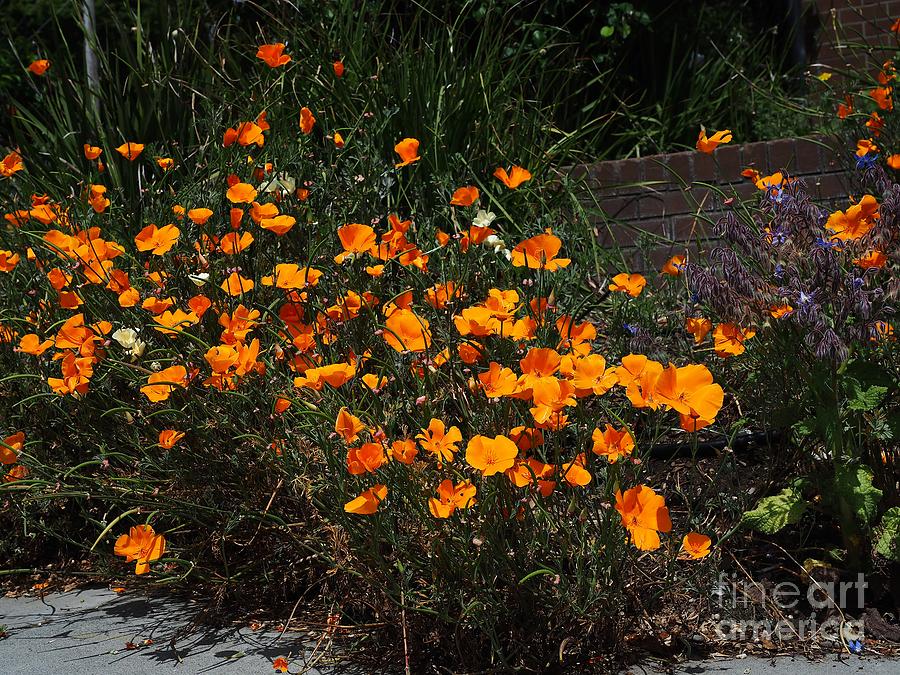 Golden Poppies and Spring Mix Photograph by Richard Thomas