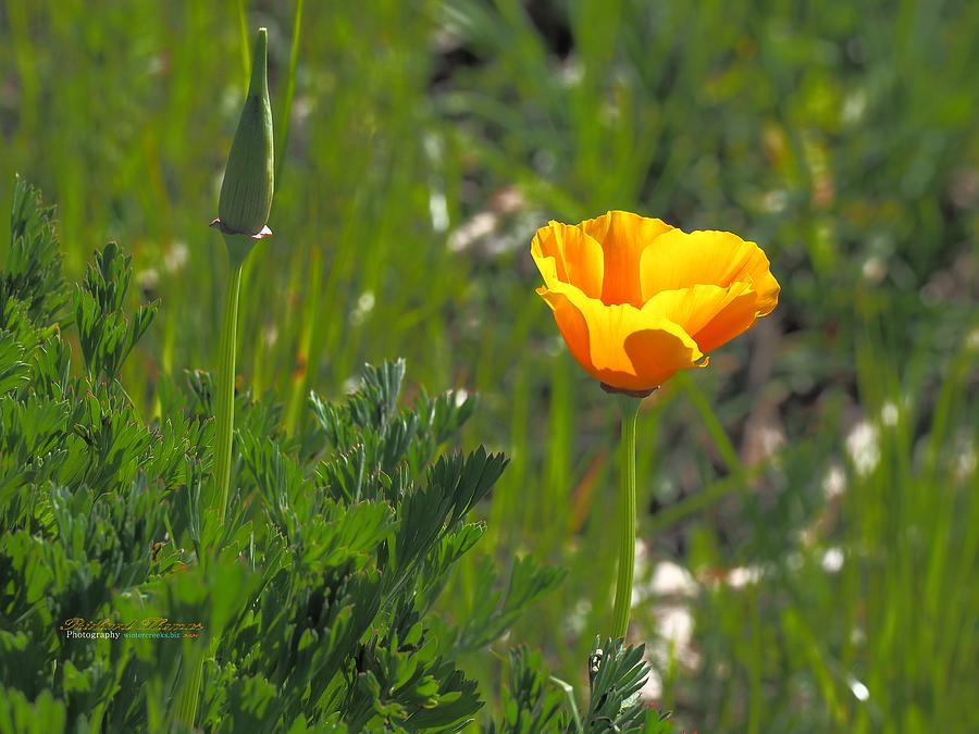 Golden Poppy and Bud Photograph by Richard Thomas