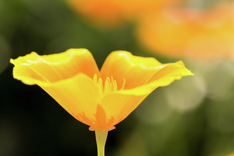 Golden Poppy Photograph by Tanya C Smith