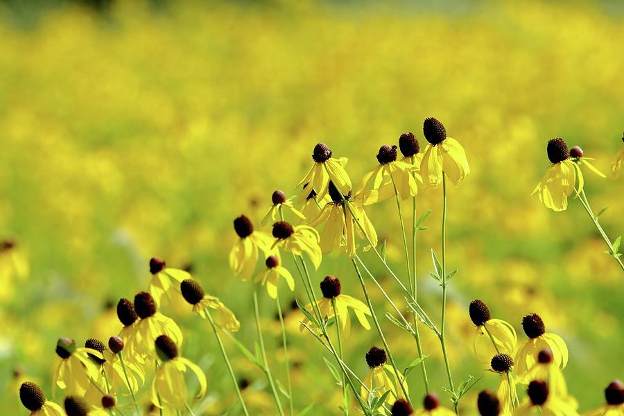 Golden Prairie Photograph by Lens Art Photography By Larry Trager