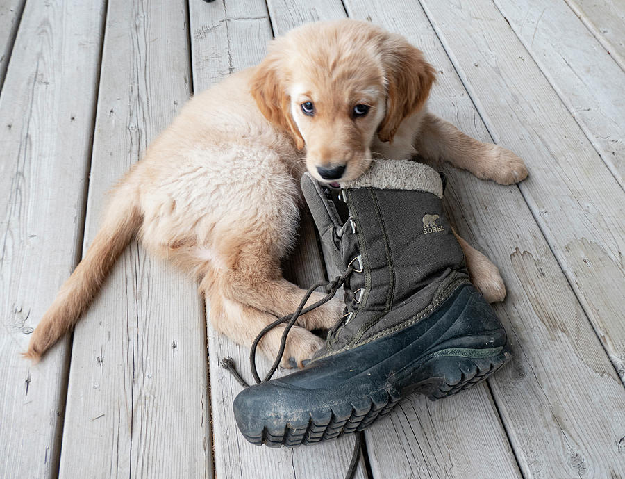 Golden puppy chewing boot Photograph by Karen Rispin Pixels