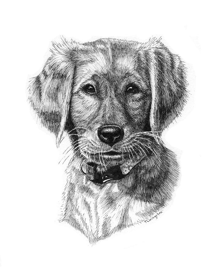Golden Puppy Drawing by Timothy Livingston