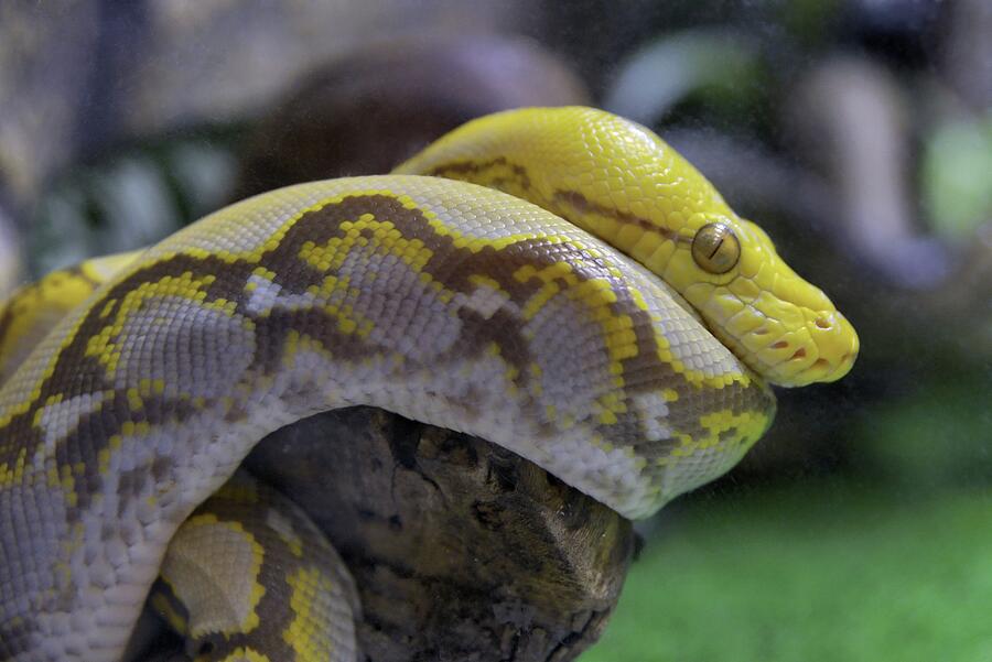 Golden Python Coiled on a Branch Photograph by Jeramy - Fine Art America