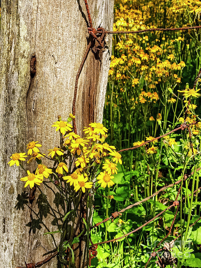 Golden Ragwort and Fence Post Photograph by Thomas R Fletcher