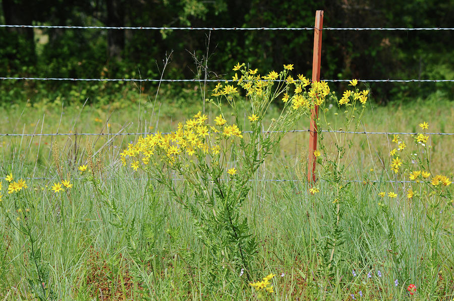 Golden Ragwort Wildflowers by Texas Barbed Wire Farm Fence by Gaby ...