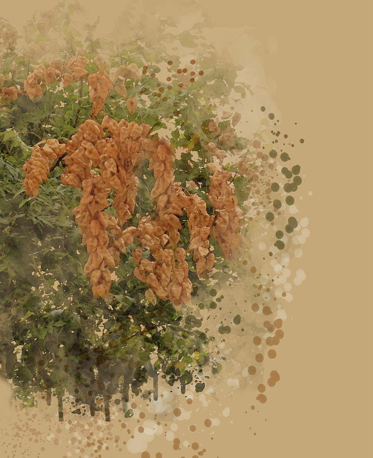 Golden Rain Tree Gone to Seed Digital Art by Julie Rodriguez Jones