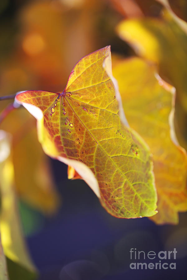 Golden Range Autumn Leaves Photograph by Joy Watson