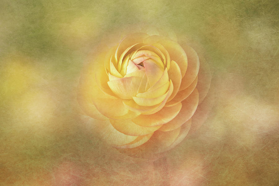Golden Ranunculus Digital Art by Terry Davis