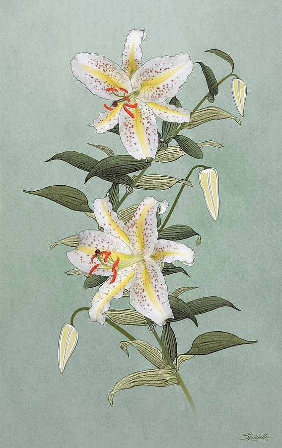 Golden Rayed Lily by Spadecaller Golden Rayed Lily by Spadecaller
