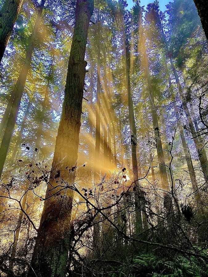 Golden Rays Through the Fog and Trees Photograph by Michael Oceanofwisdom Bidwell