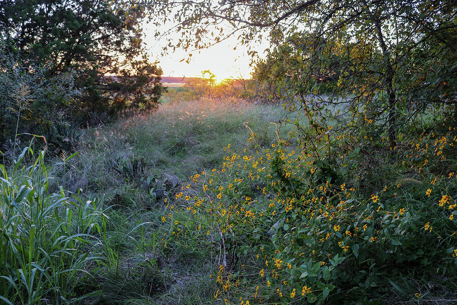 Golden rays upon the canopy and wildflowers Photograph by Brigitte Blanchette Thompson