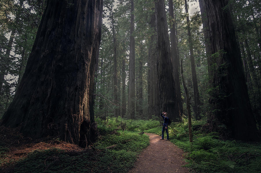 Mystic Redwoods Photograph by Chris Long - Fine Art America