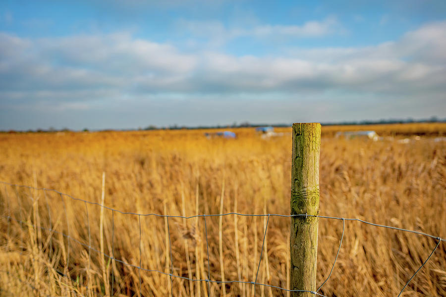 Golden reed bed in the Norfolk Broads Photograph by Chris Yaxley