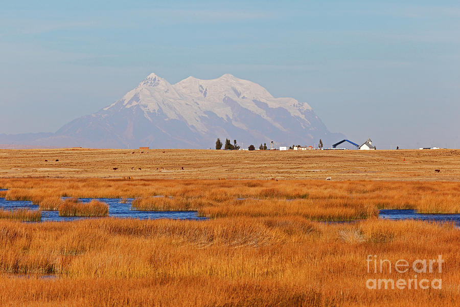 Golden reed beds on the shore of Lake Titicaca and Mt Illimani Bolivia Photograph by James Brunker