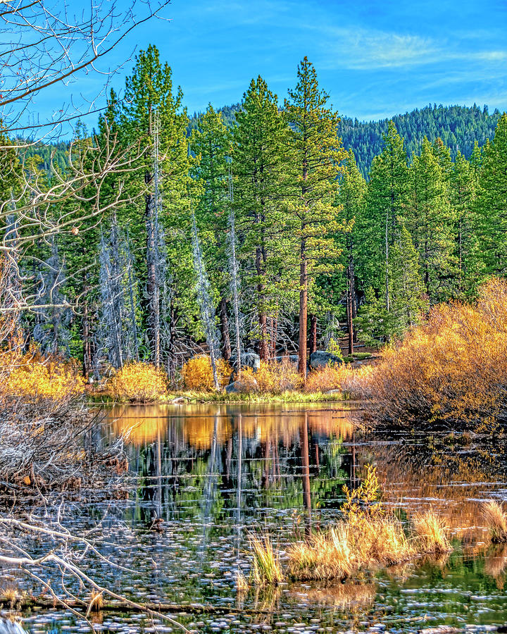 Golden Reflection by William Havle Golden Reflection by William Havle