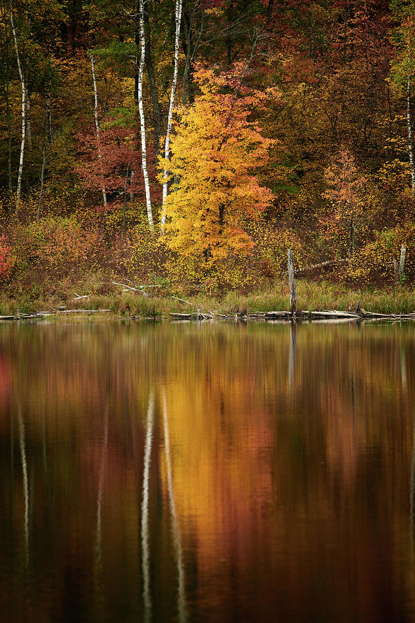 Golden reflections Photograph by Paul Freidlund