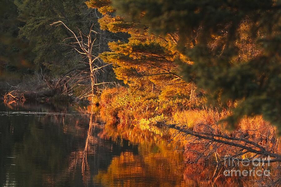 Fall Photograph - Golden Reflections by Teresa McGill