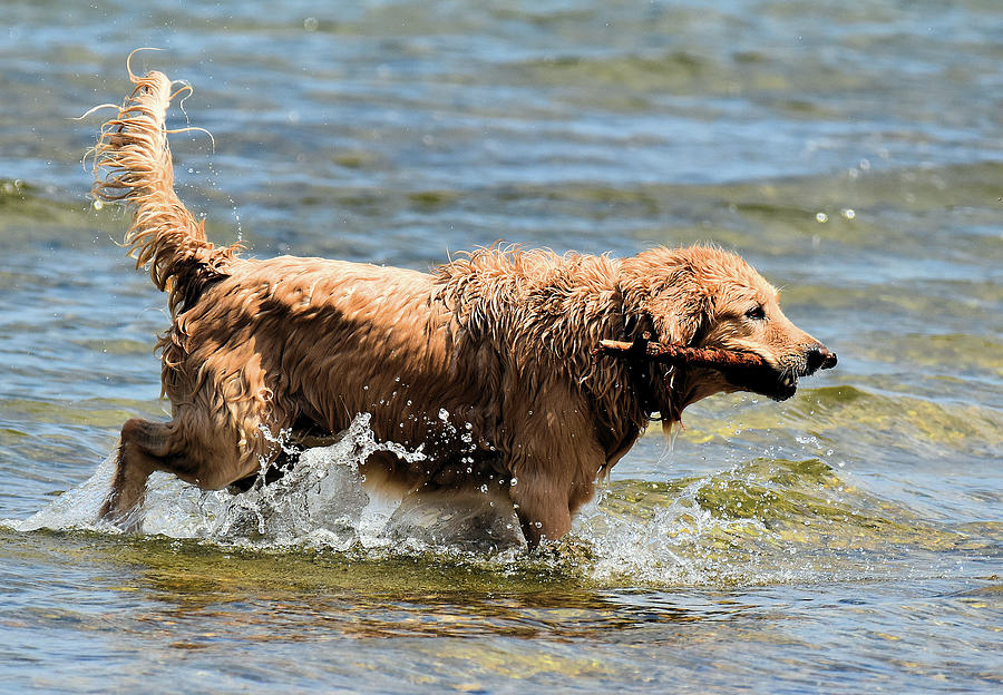 Golden Retriever And A Stick 2 Photograph by Lyle Crump - Fine Art America