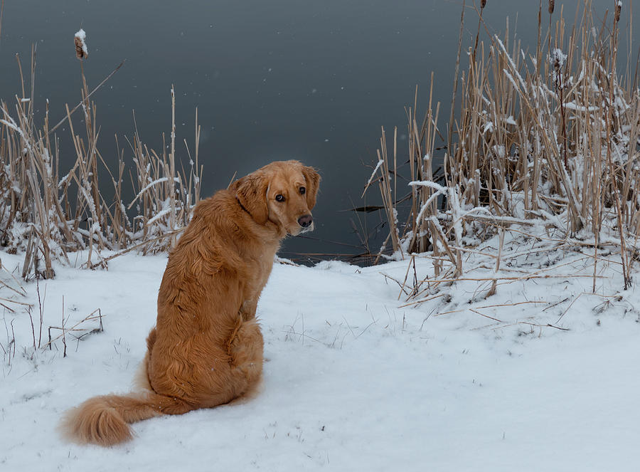 Winter Photograph - Golden Retriever By A Winter Pond by Phil And Karen Rispin
